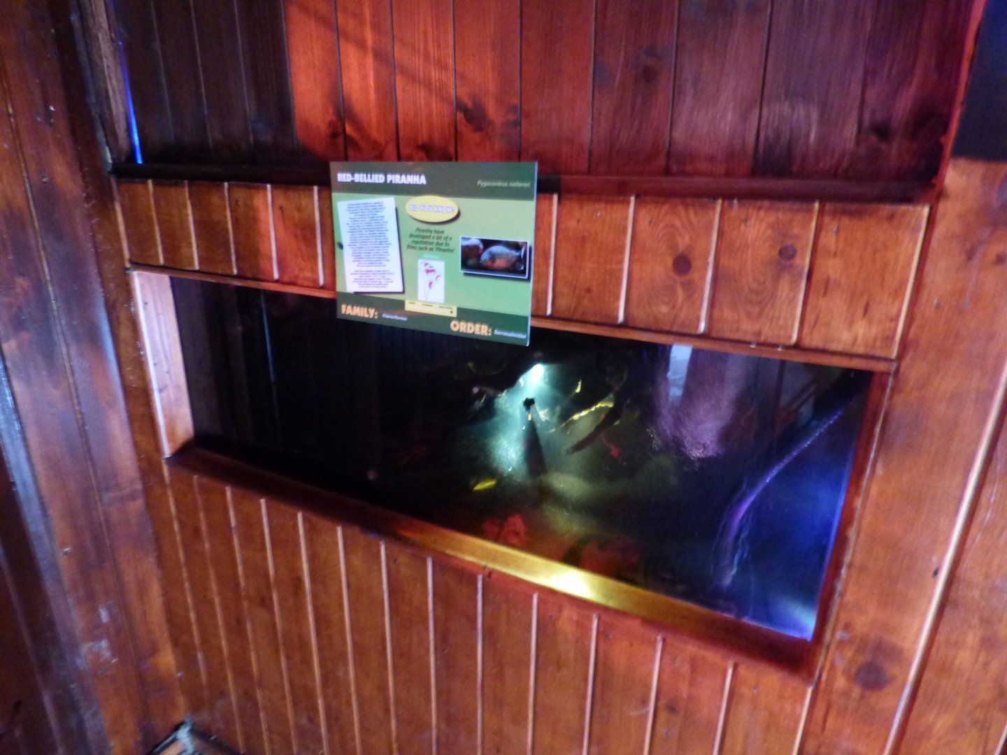 Red-Bellied Pirranah Exhibit (Former Spectacled Caiman)