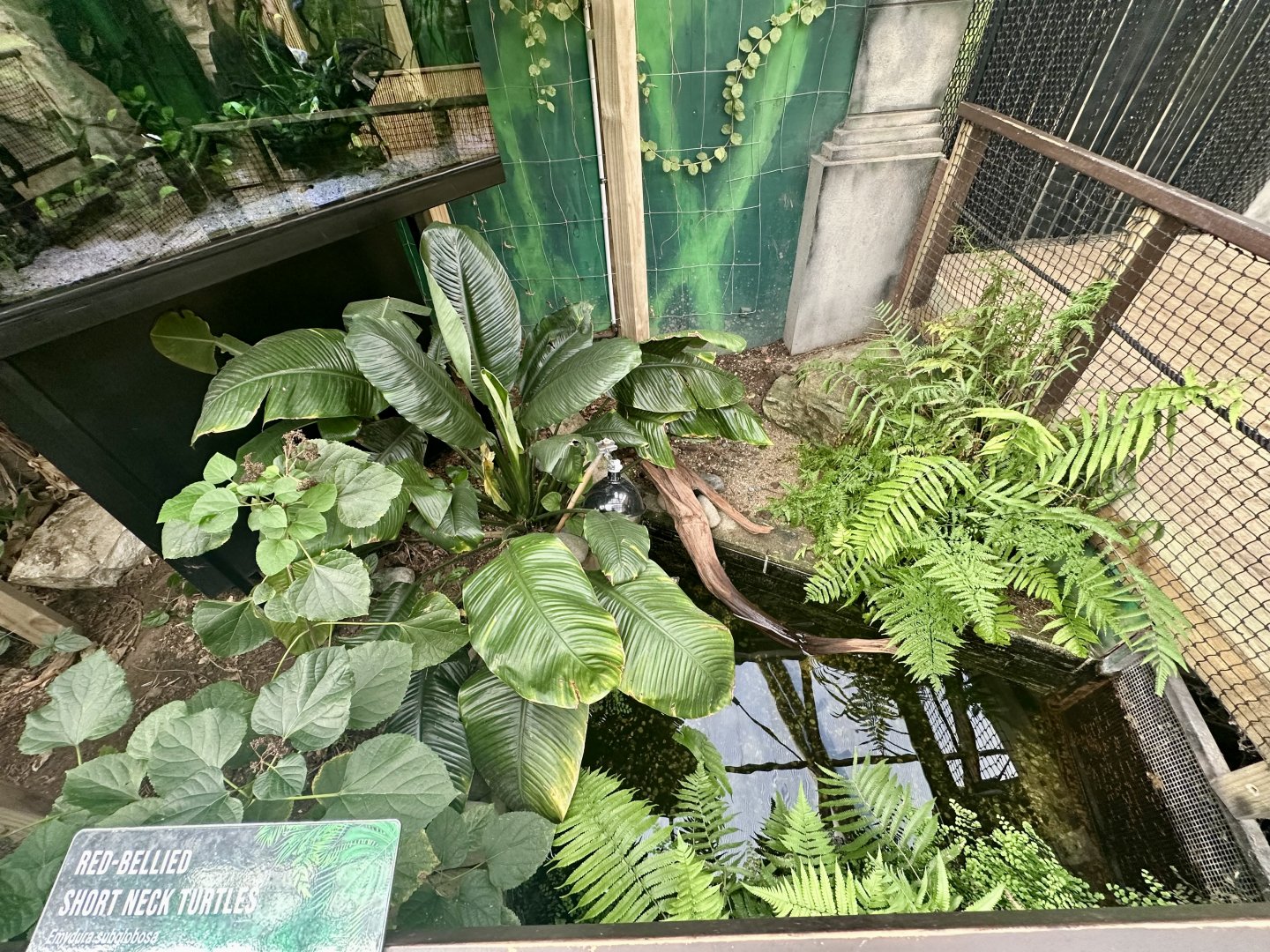 Red-bellied Short Neck Turtle Exhibit