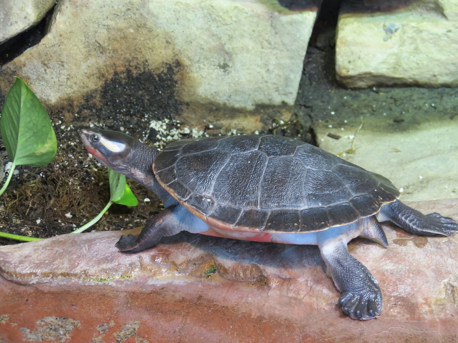 Red-bellied Short Neck Turtle