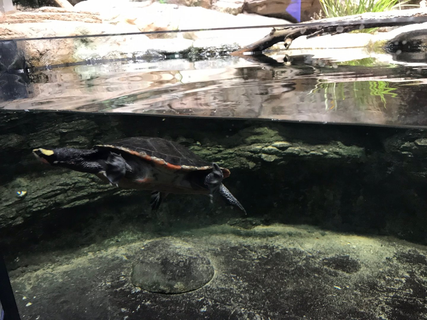 Red-bellied short-necked turtle (Emydura australis) 270118