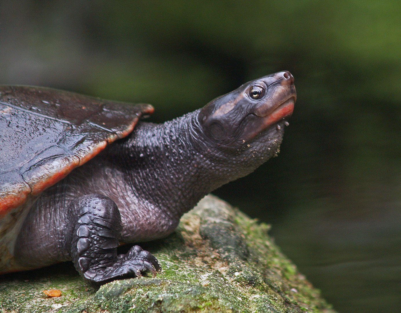Red-bellied short-necked turtle (Emydura subglobosa), 2008-06-28