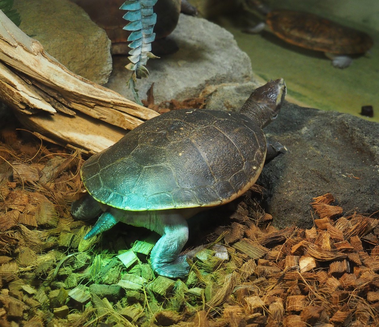 Red-bellied short-necked turtle (Emydura subglobosa), 2019-10-04