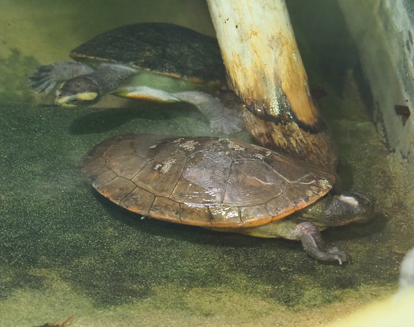 Red-bellied short-necked turtle (Emydura subglobosa), 2021-09-03