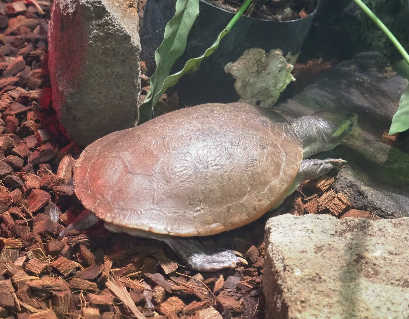 Red-bellied short-necked turtle (Emydura subglobosa), 2022-09-14