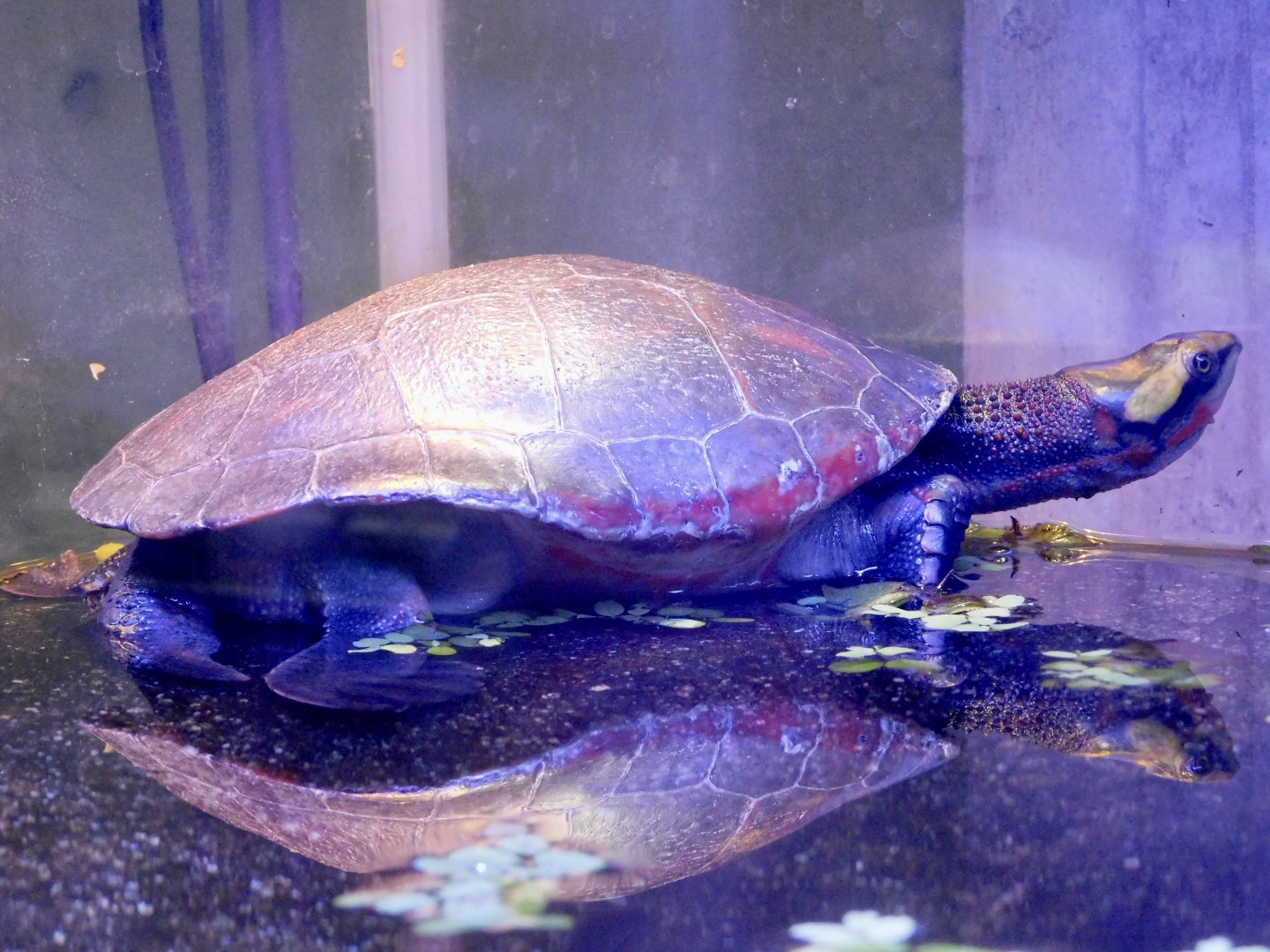 Red-bellied Short-necked Turtle (Emydura subglobosa) - Itabashi Botanical Garden September 27, 2025