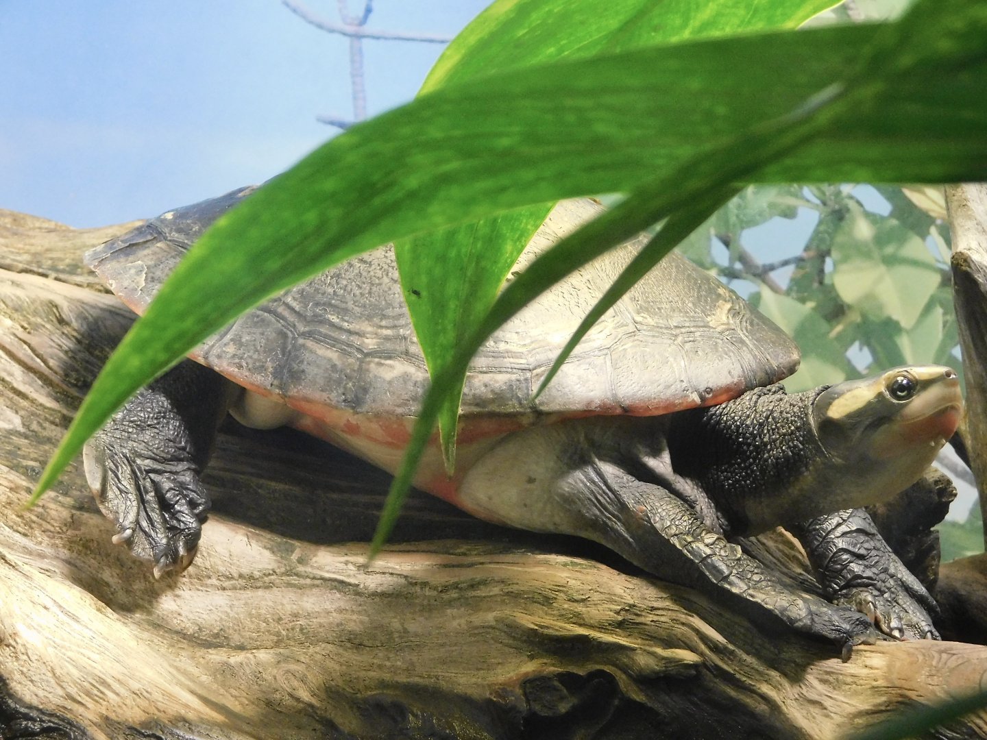 Red-Bellied Short-Necked Turtle (Emydura subglobosa) Kawasui Kawasaki Aquarium August 15, 2025