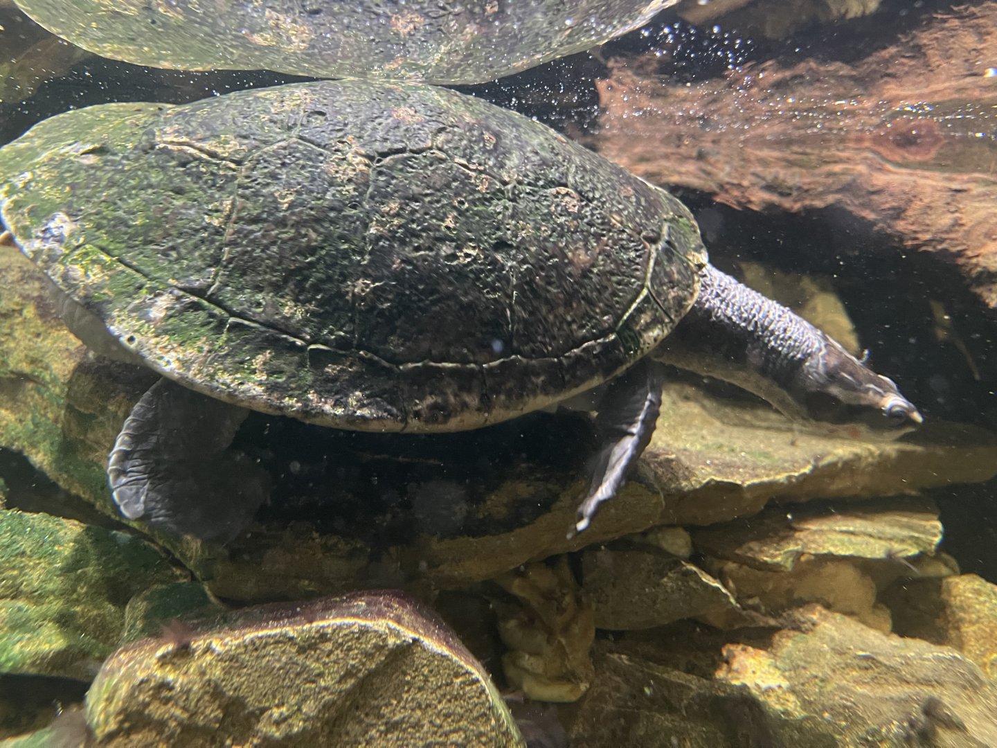 red-bellied short-necked turtle (emydura subglobosa) - museum komodo