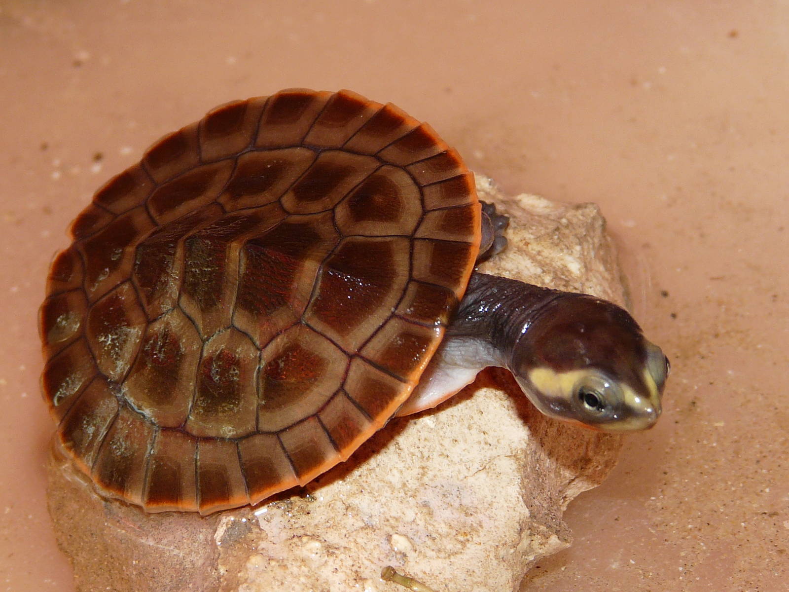 Red-bellied short-necked turtle/ Emydura subglobosa