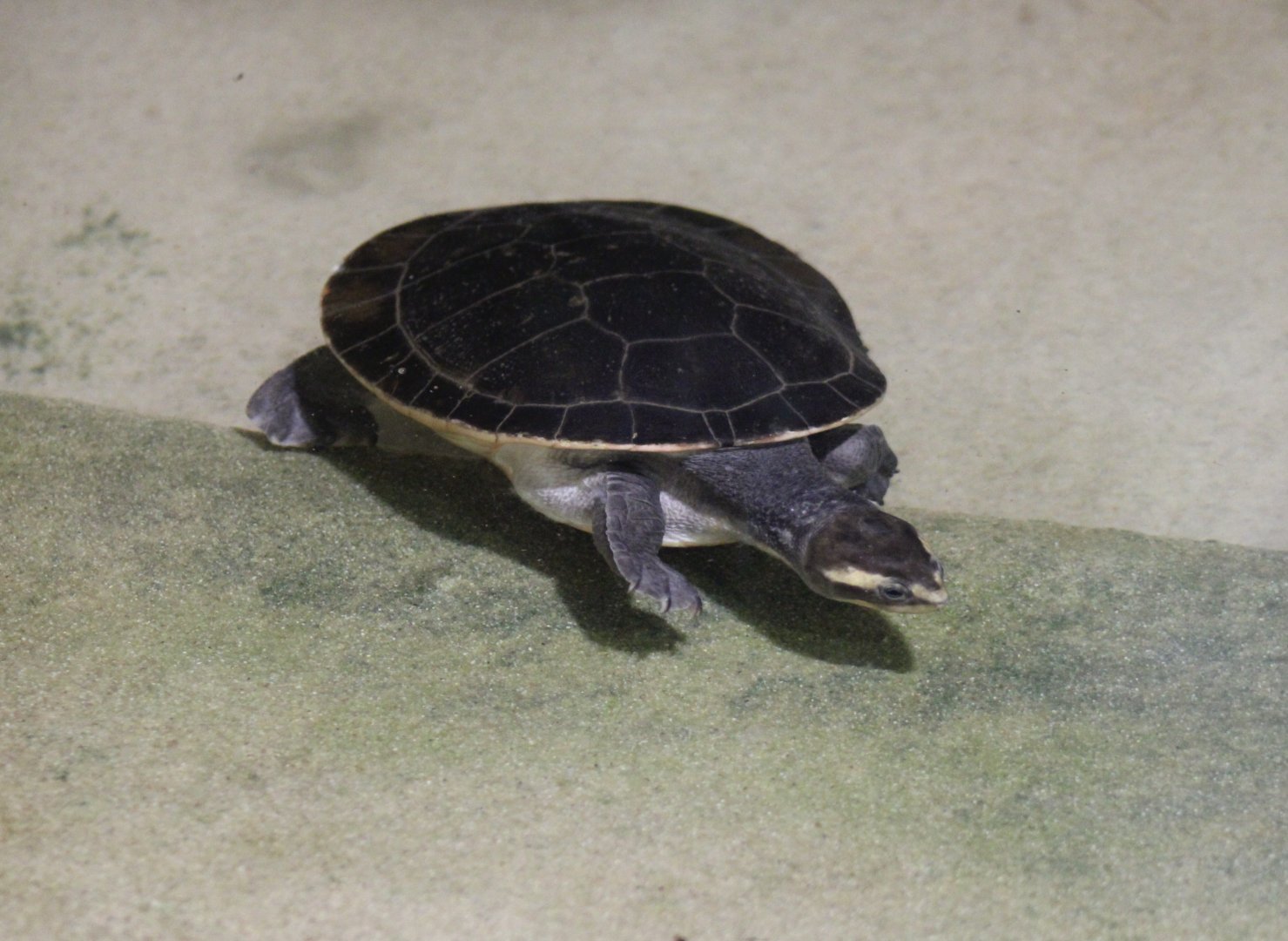 Red-bellied short-necked turtle - Emydura subglobosa