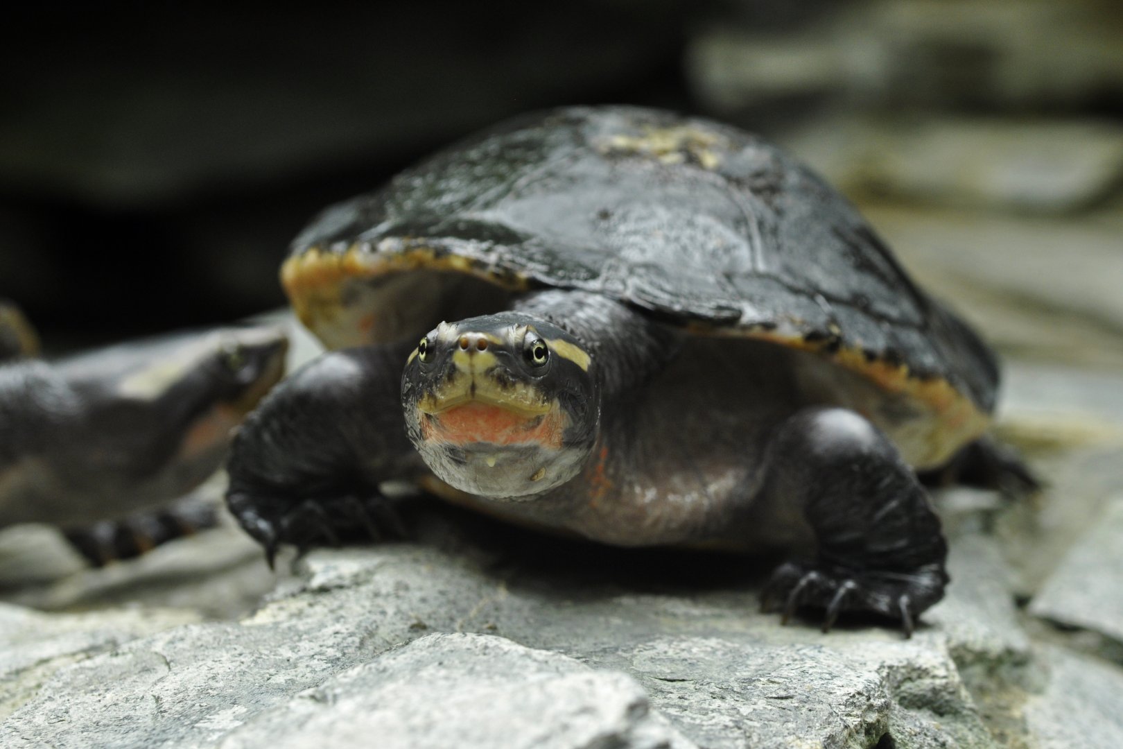 Red-bellied short-necked turtle (Emydura subglobosa)
