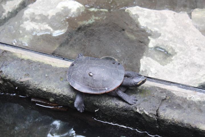 Red-bellied short-necked turtle (Emydura subglobosa)