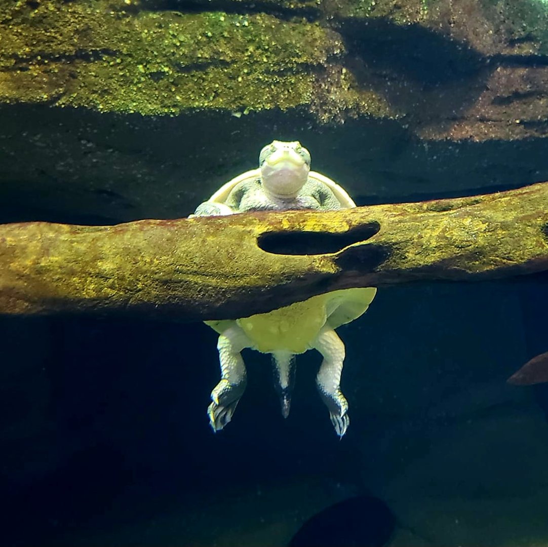 Red-Bellied Short-Necked Turtle (Emydura subglobosa)