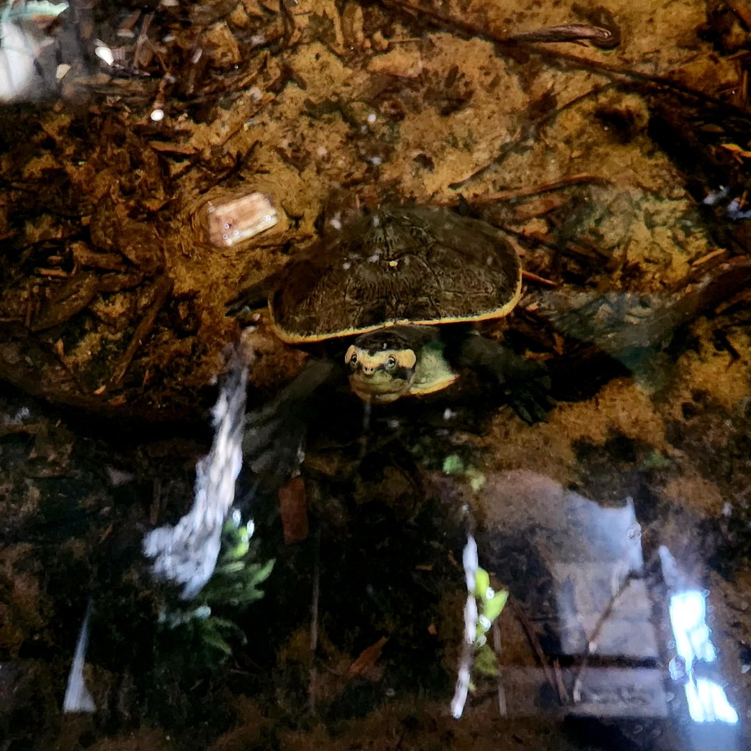 Red-Bellied Short-Necked Turtle (Emydura subglobosa)