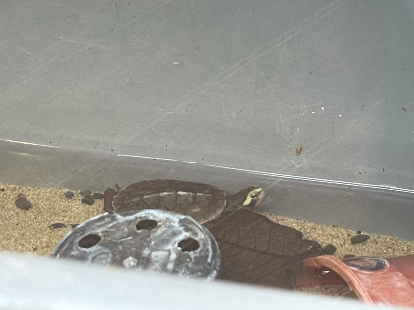 Red-bellied Short-necked Turtle (Emydura subglobosa)