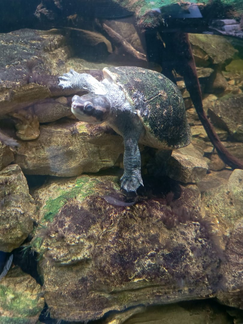 Red-bellied Short-necked Turtle (Emydura subglobosa)
