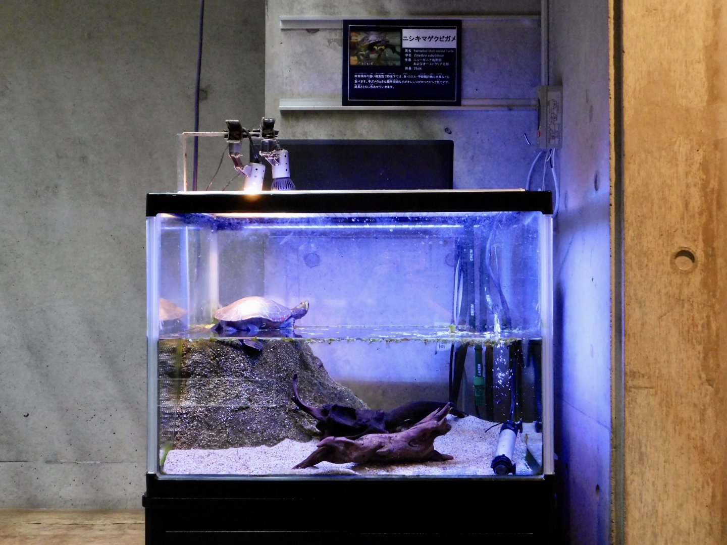 Red-bellied Short-necked Turtle Tank - Itabashi Botanical Garden September 27, 2025