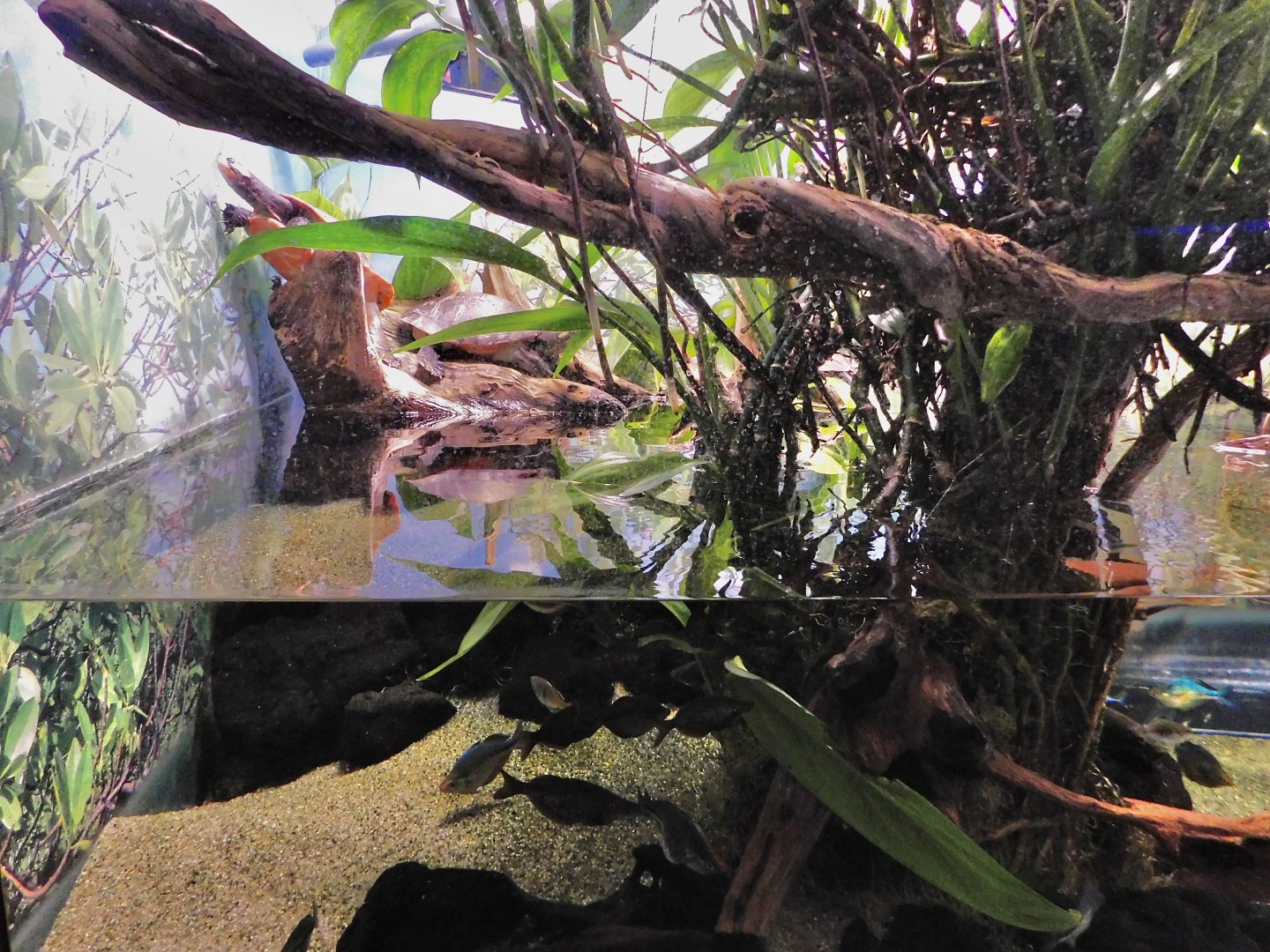 Red-Bellied Short-Necked Turtle Tank - Kawasui Kawasaki Aquarium October 8, 2025