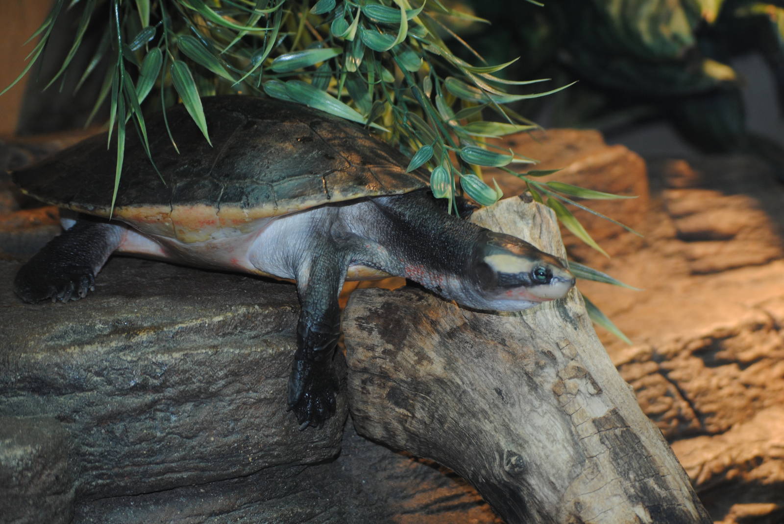 Red-Bellied Short-Necked Turtle