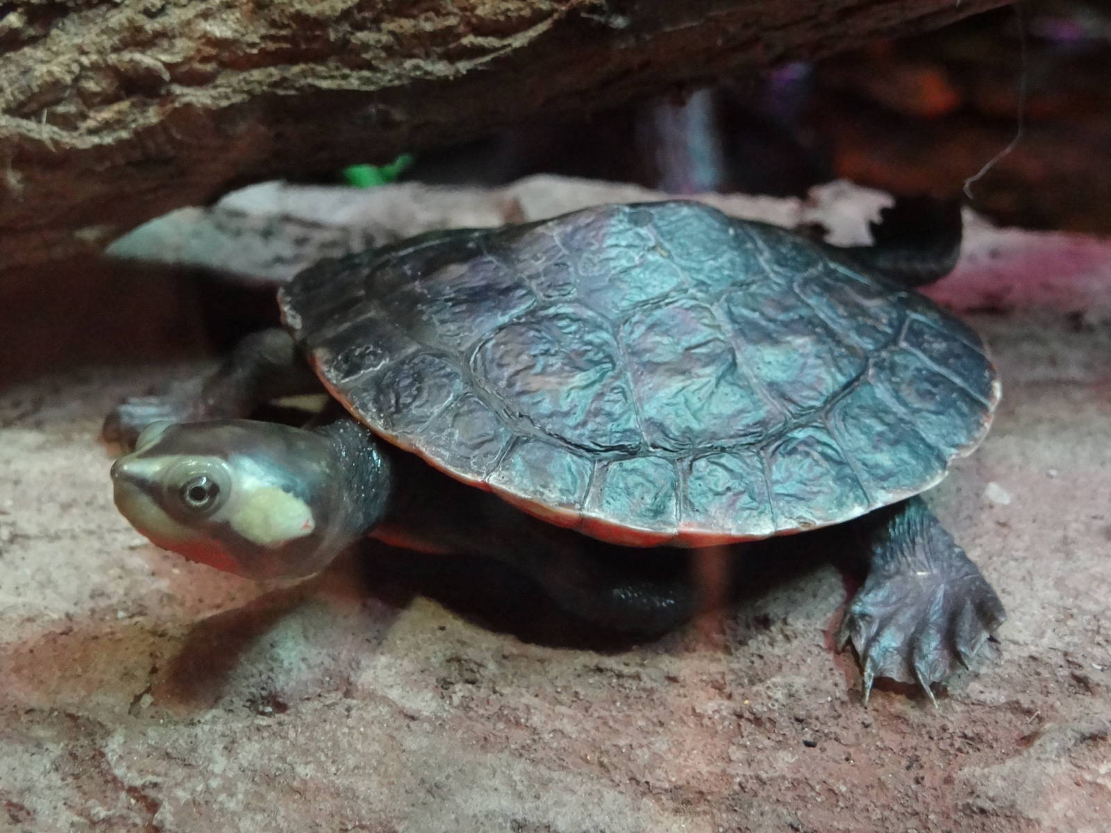 Red-bellied Short-necked Turtle