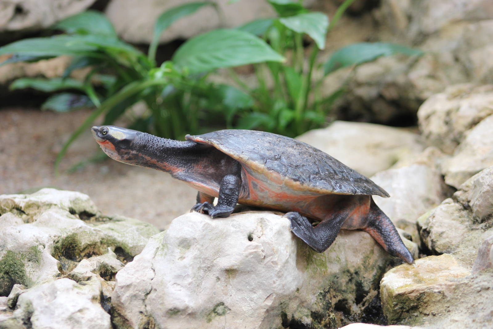 Red-bellied short-necked turtle