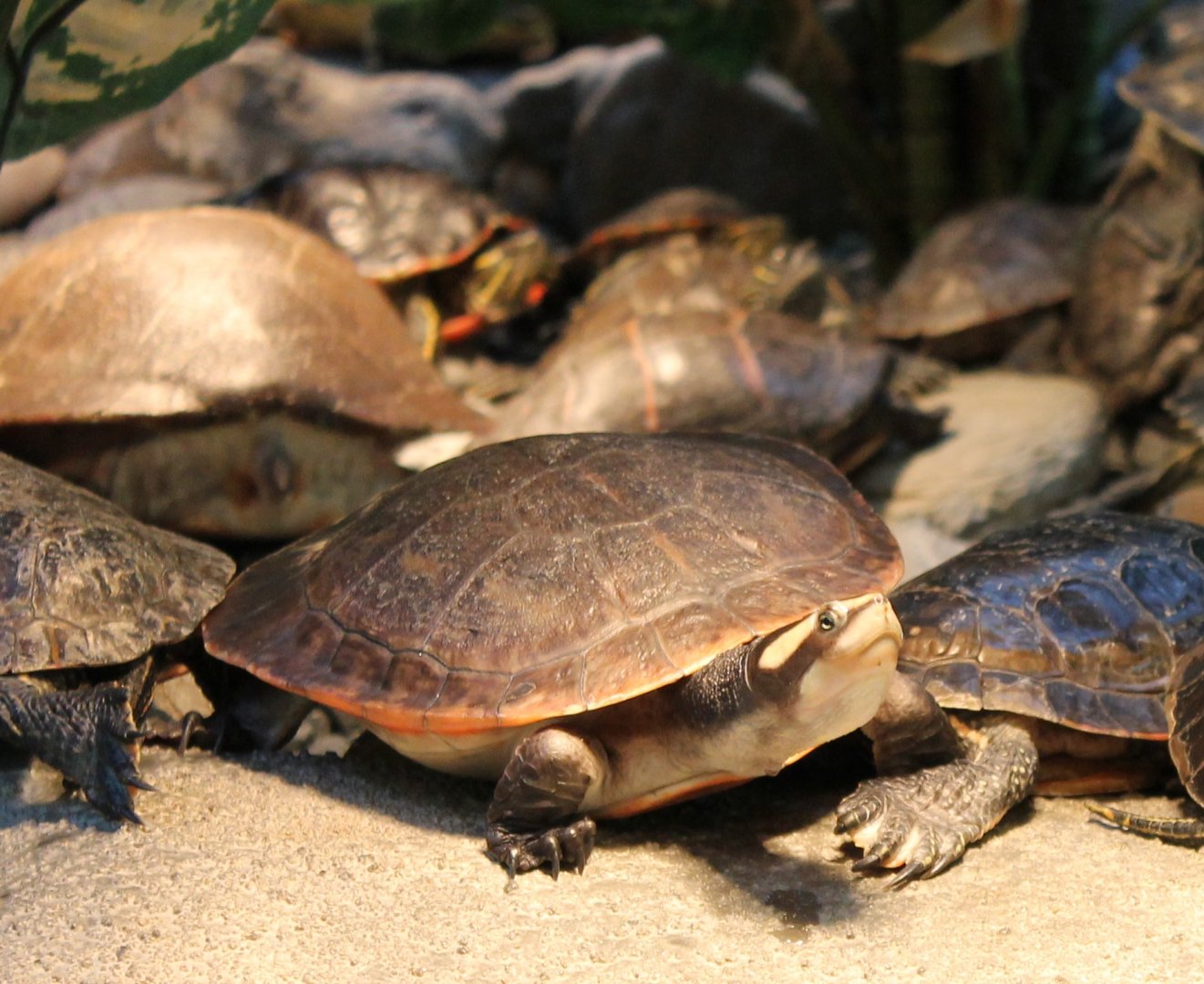 Red-bellied short-necked turtle