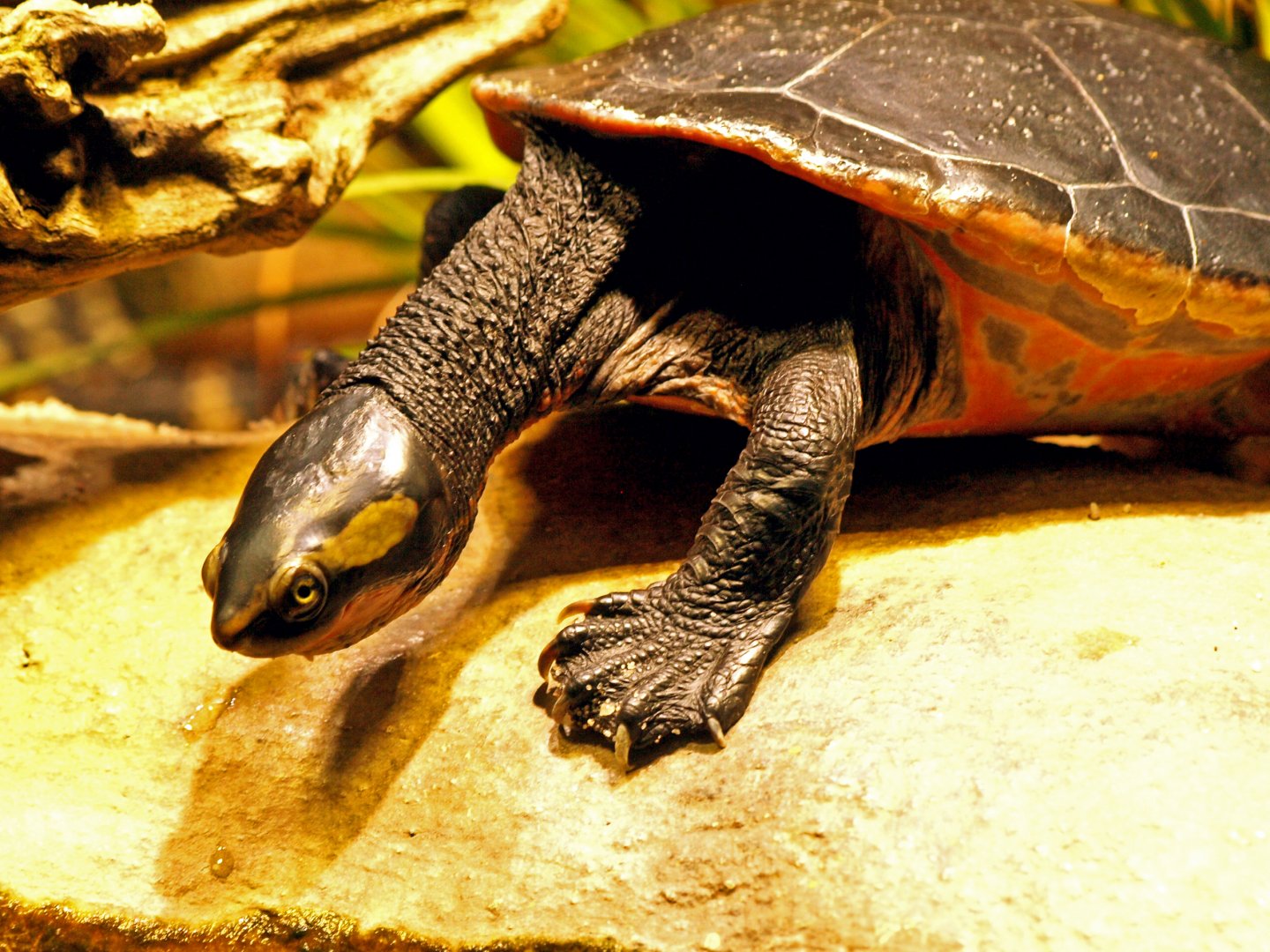 Red-bellied short-necked turtle
