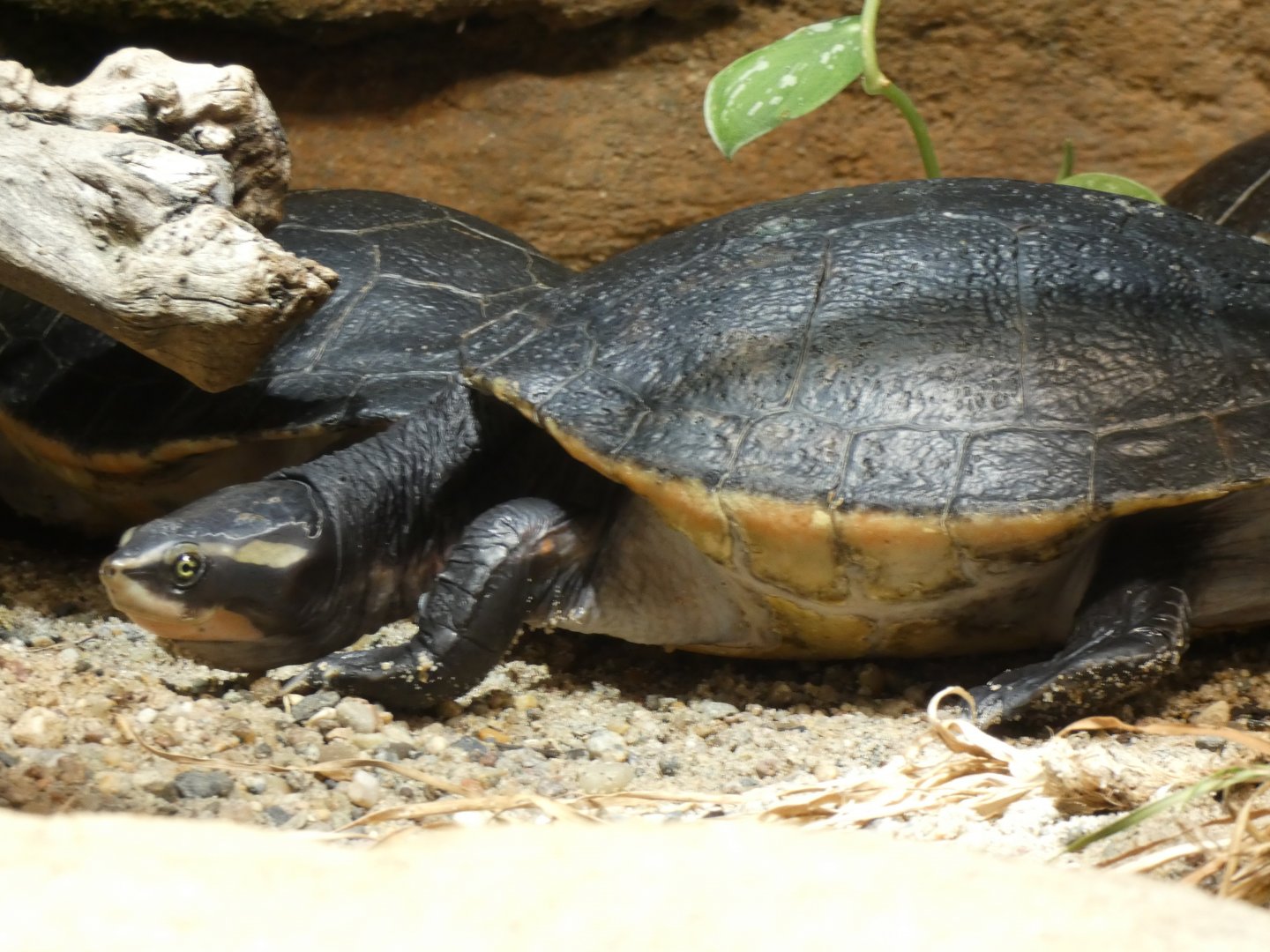 Red-bellied Short-necked Turtle