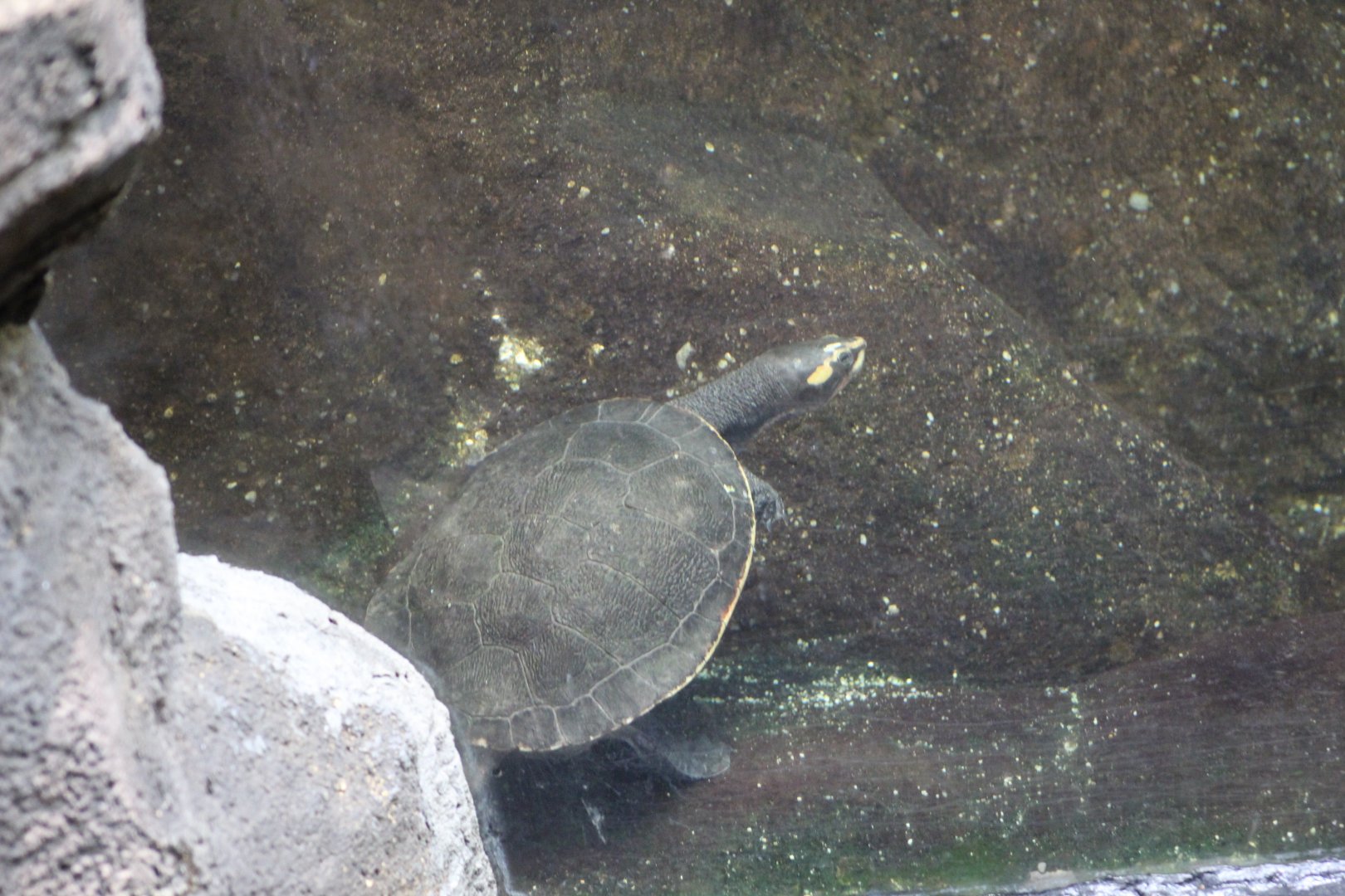 Red-Bellied Short-Necked Turtle