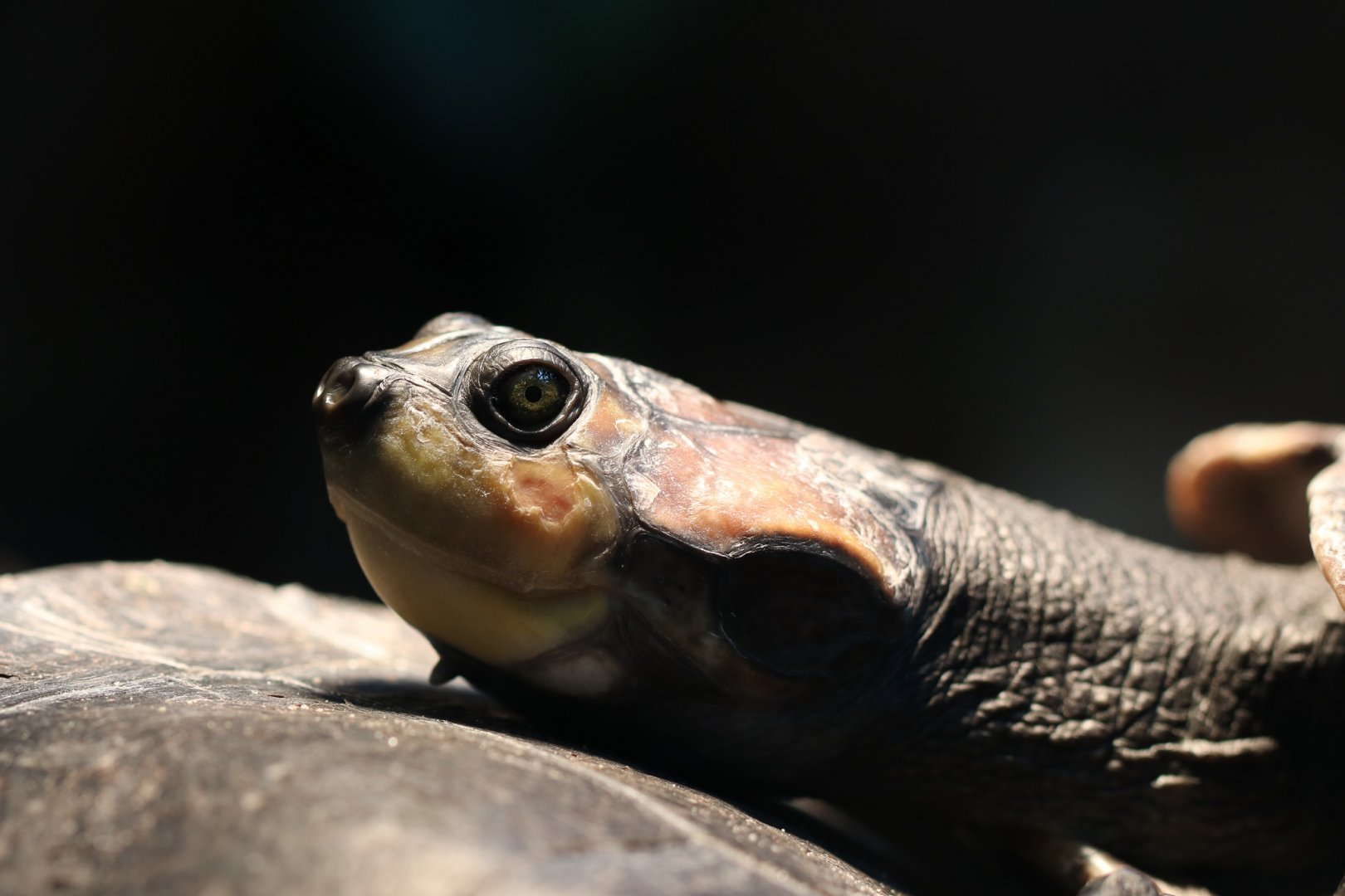Red-bellied short-necked turtle