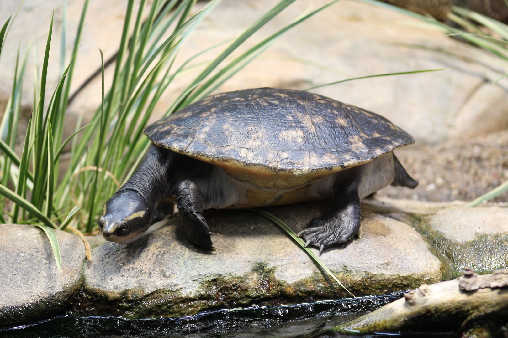 Red-Bellied Short-Necked Turtle