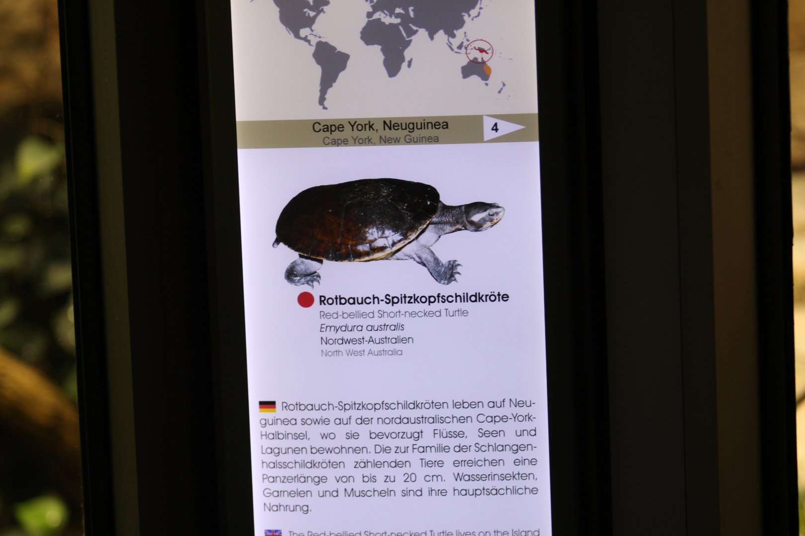 Red-Bellied Short-Necked Turtle