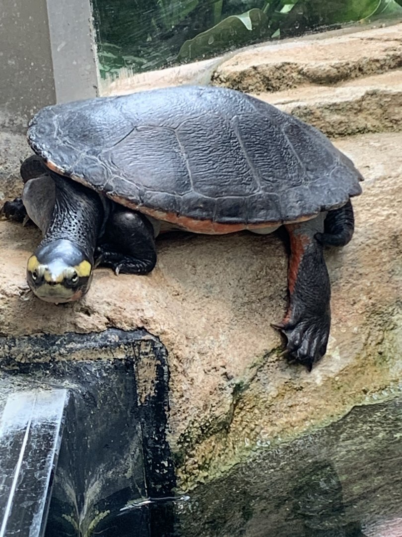 Red-bellied short-necked turtle
