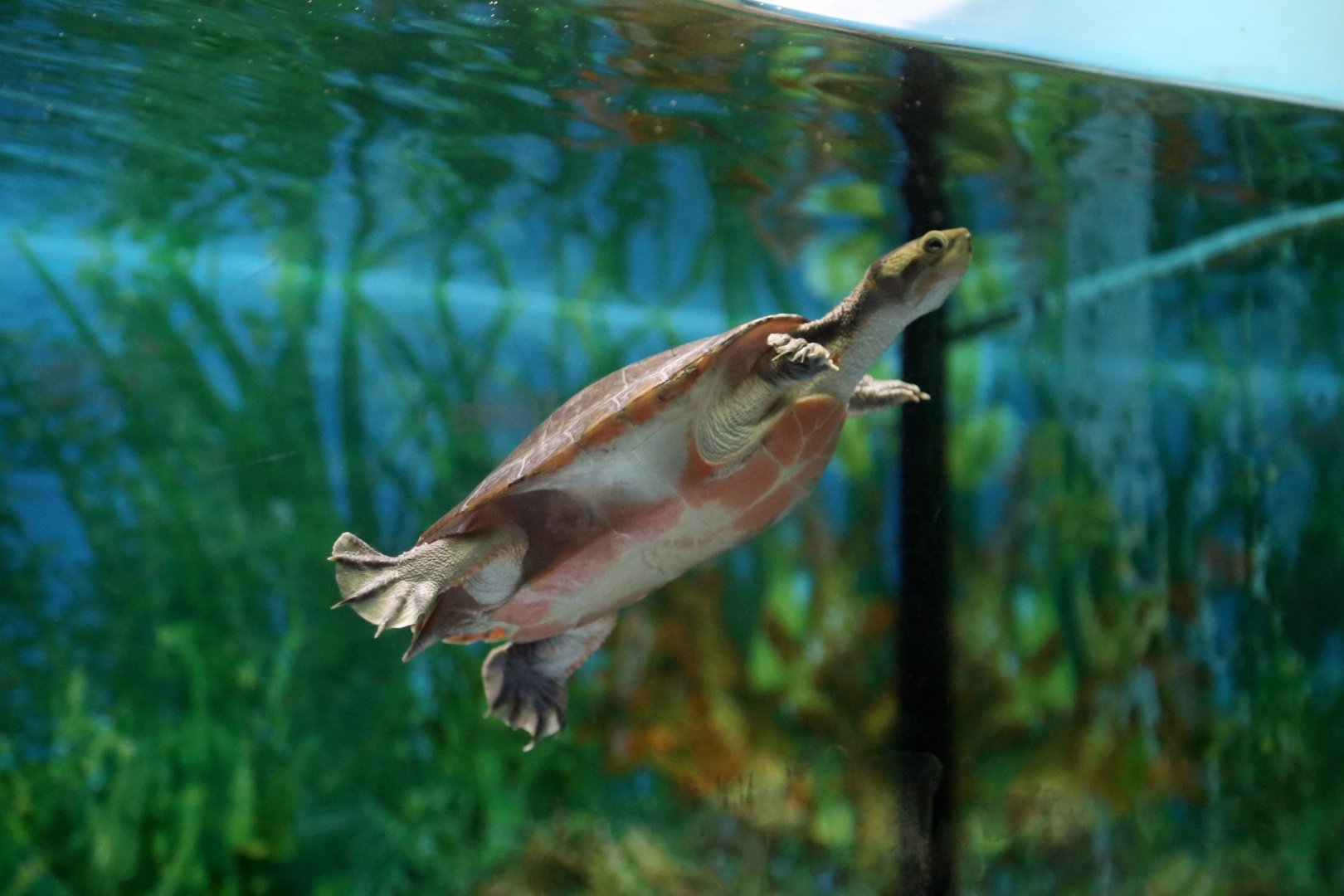 Red-bellied Short-necked Turtle