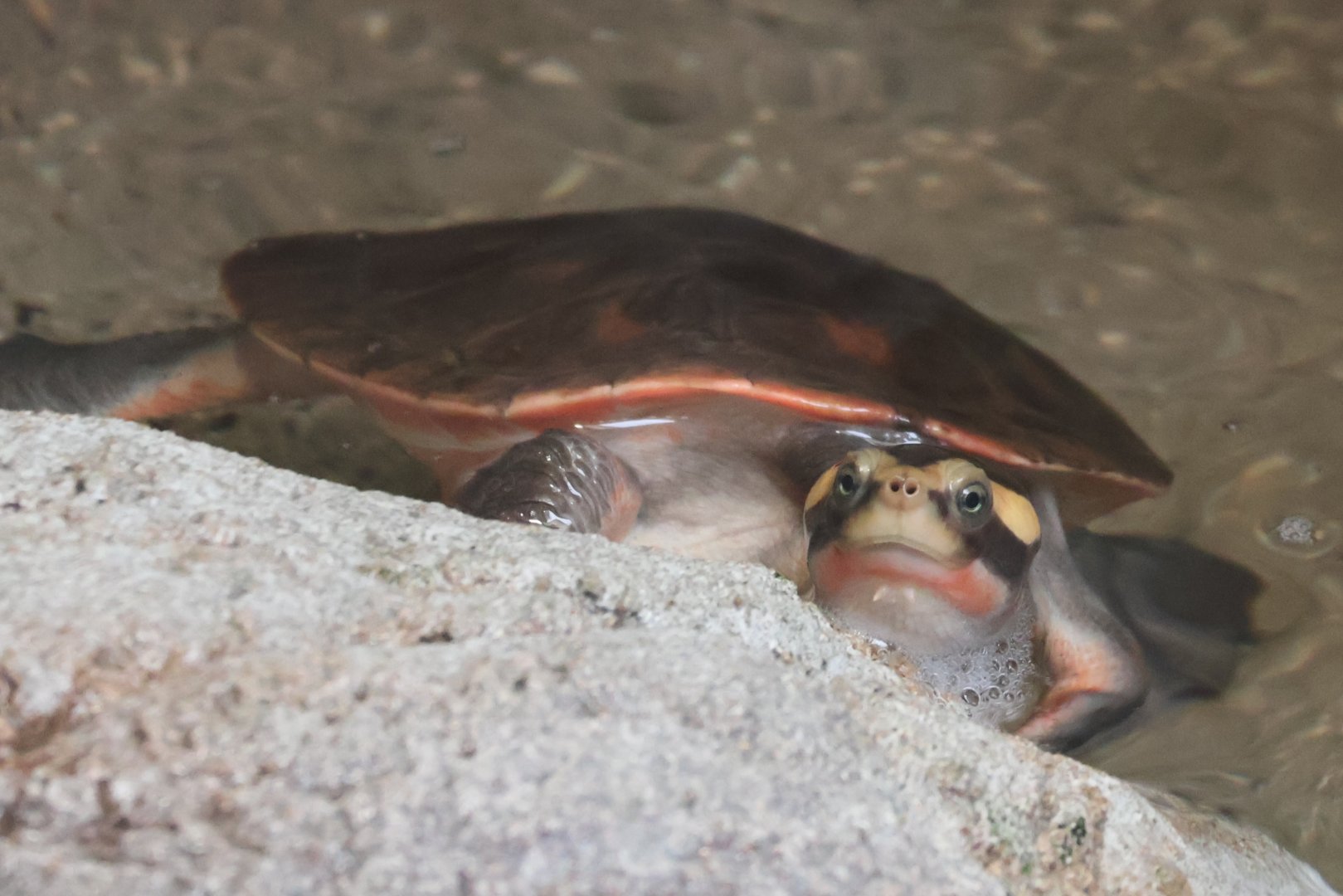 Red bellied short necked turtle