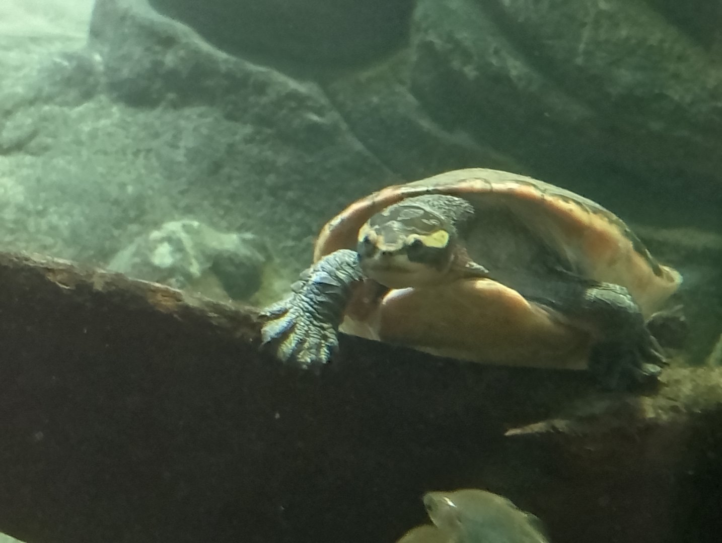 Red-bellied short-necked turtle