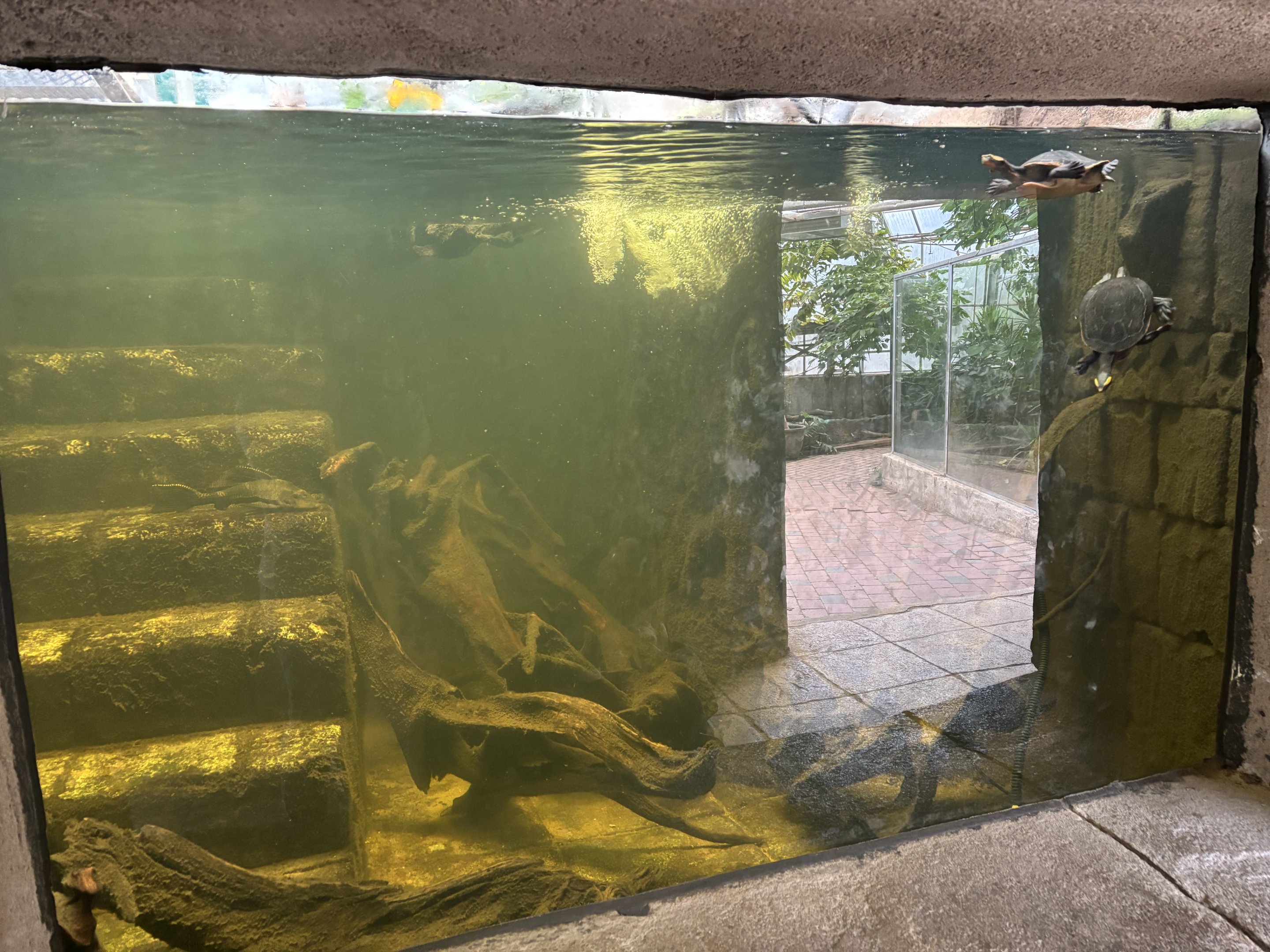 Red bellied short necked turtle