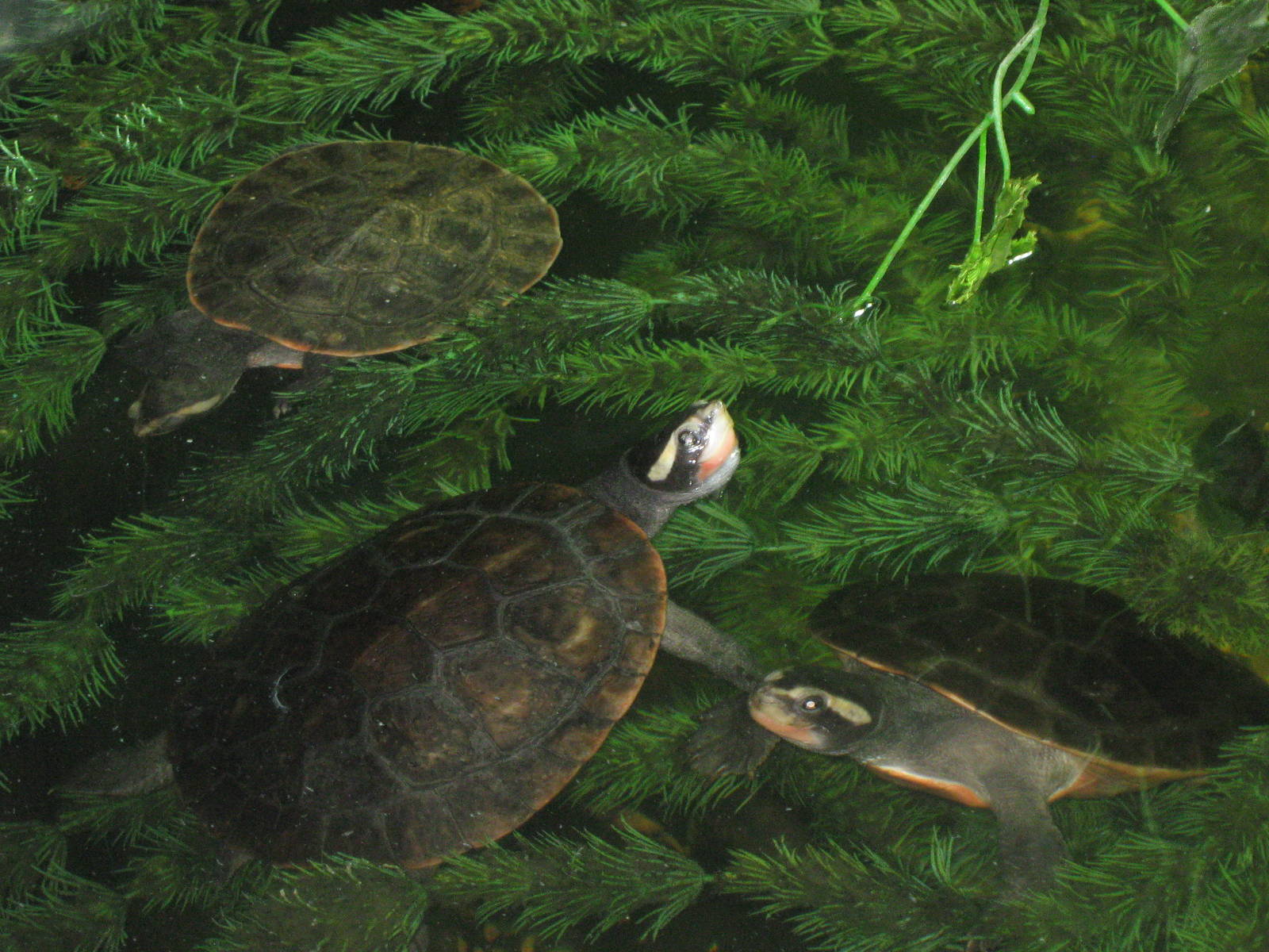 Red-bellied short-necked turtles (Emydura subglobosa)