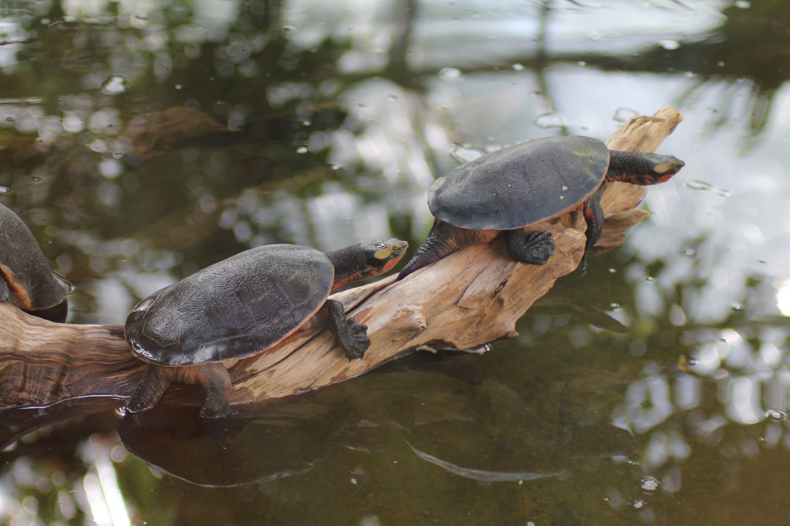 Red-bellied short-necked turtles (Emydura subglobosa)