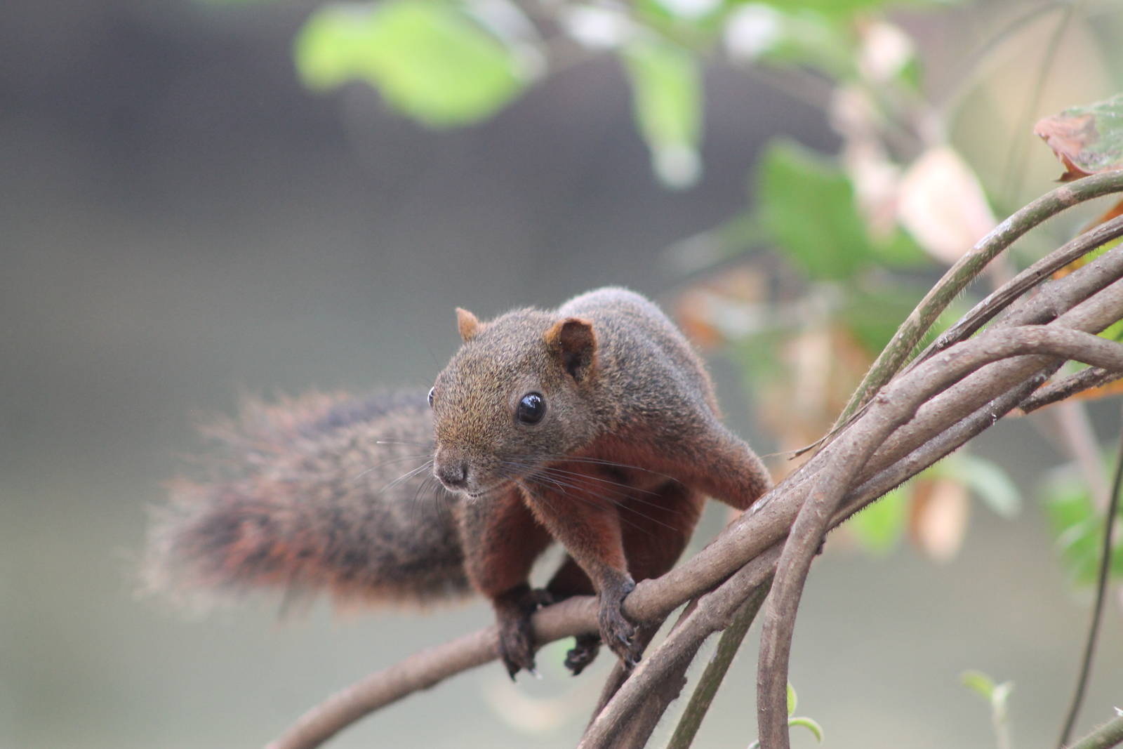 red-bellied squirrel (Callosciurus erythraeus)