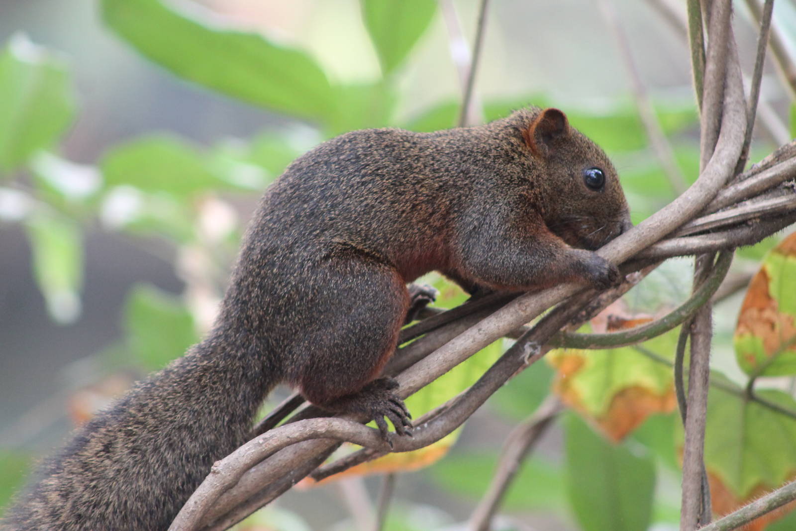 red-bellied squirrel (Callosciurus erythraeus)