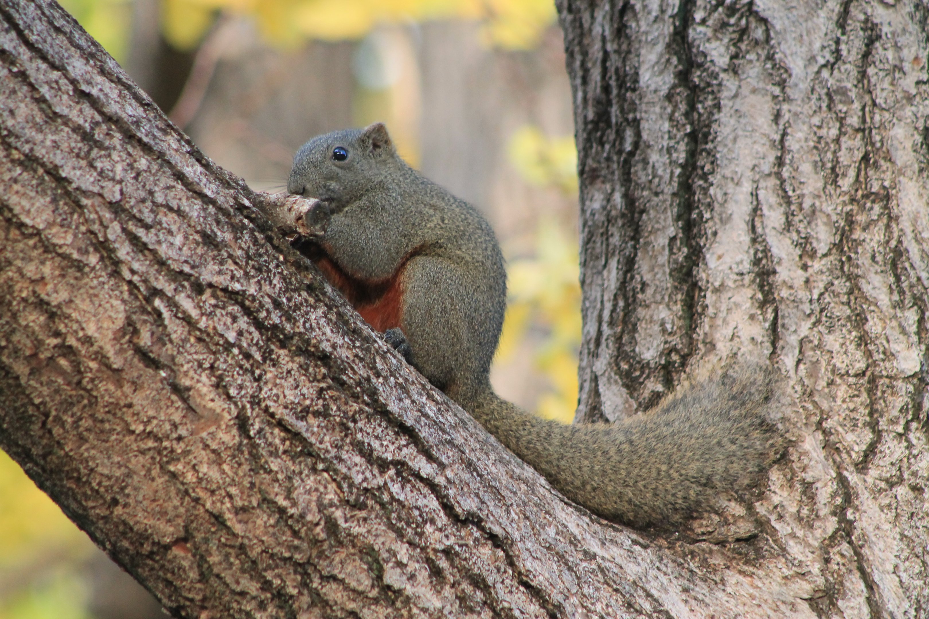 Red-bellied Squirrel (Callosciurus erythraeus)