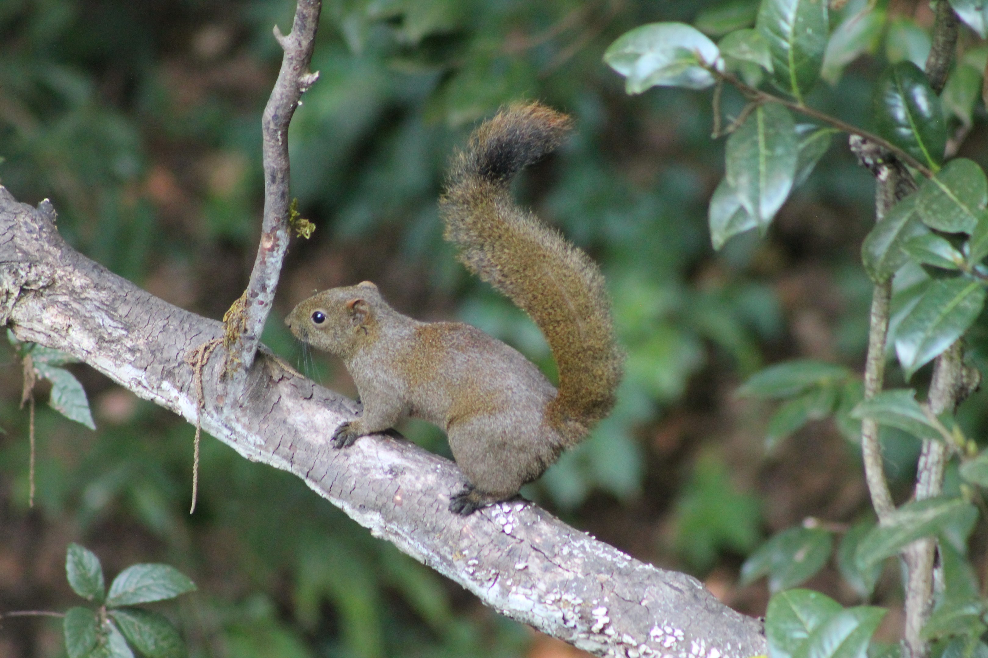 Red-bellied Squirrel (Callosciurus erythraeus)