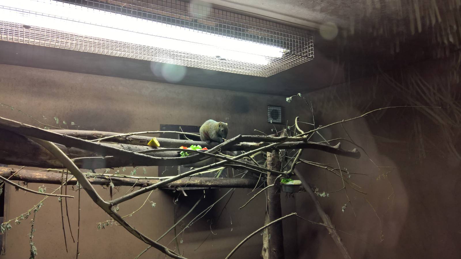 Red-bellied squirrel