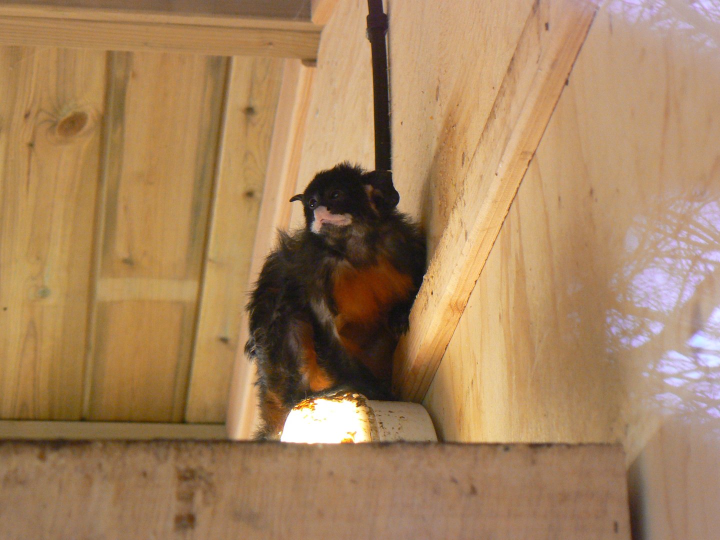 Red-bellied Tamarin - 12 February 2018