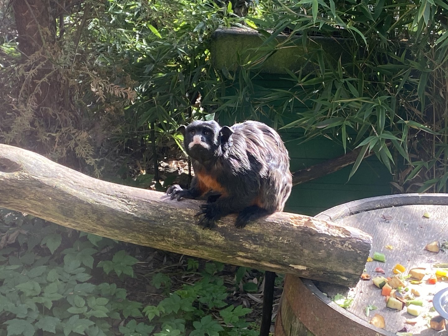 Red-bellied tamarin 200922
