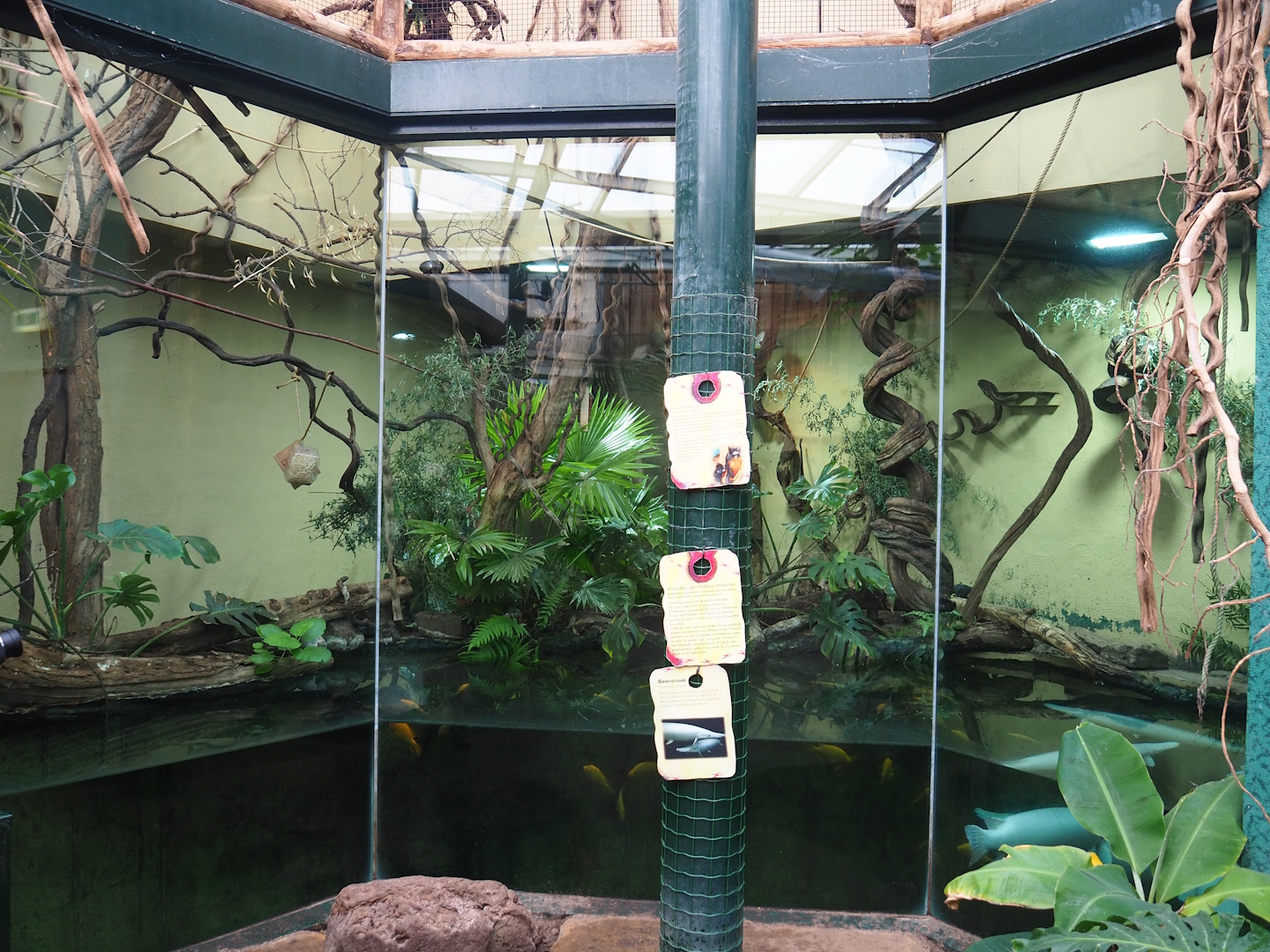 Red-bellied tamarin, Alligator gar and Cichlids exhibit, 2023-08-17