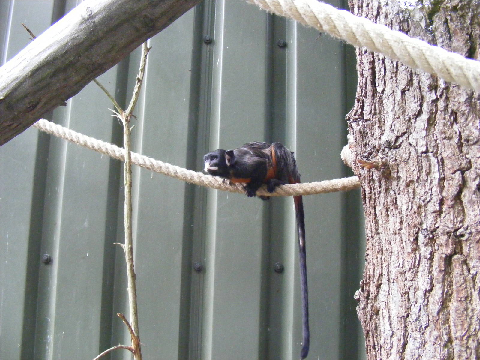 Red-bellied tamarin at Paradise Wildlife Park, 5 September 2010