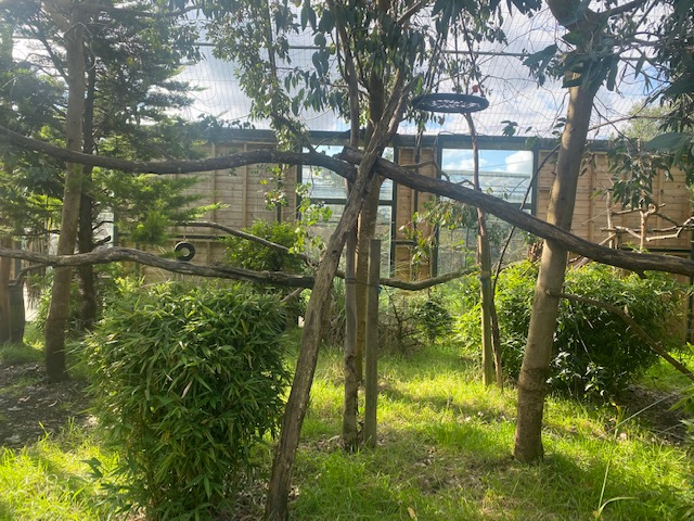 Red-bellied tamarin enclosure 200922