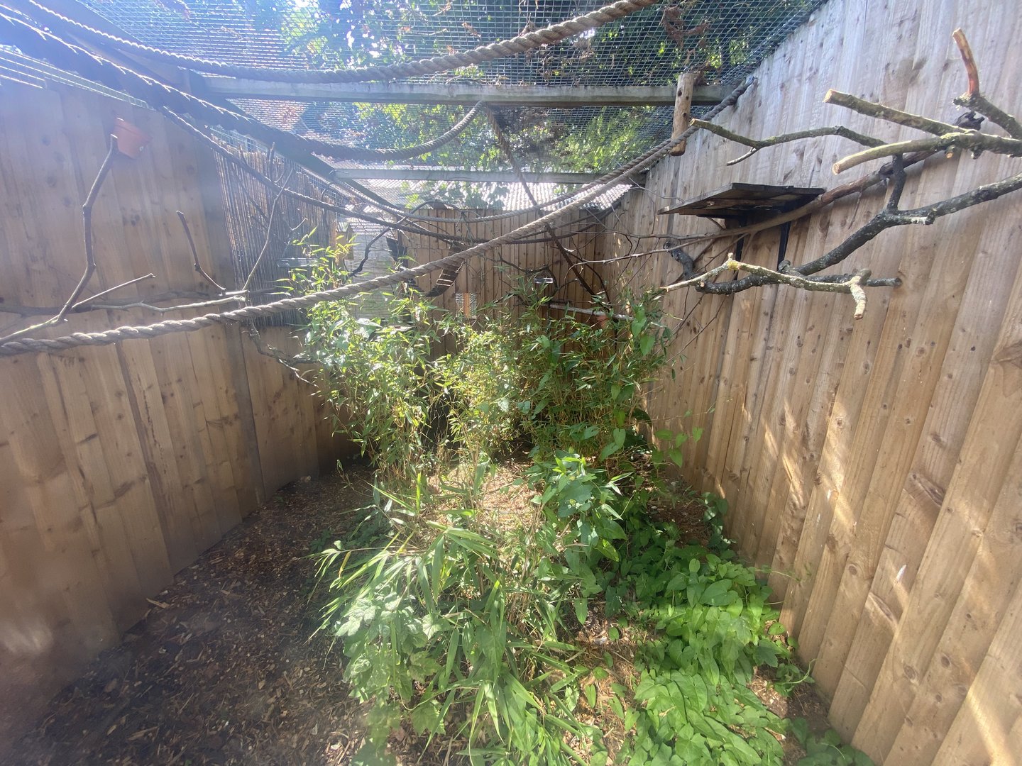 Red-bellied tamarin enclosure 290723