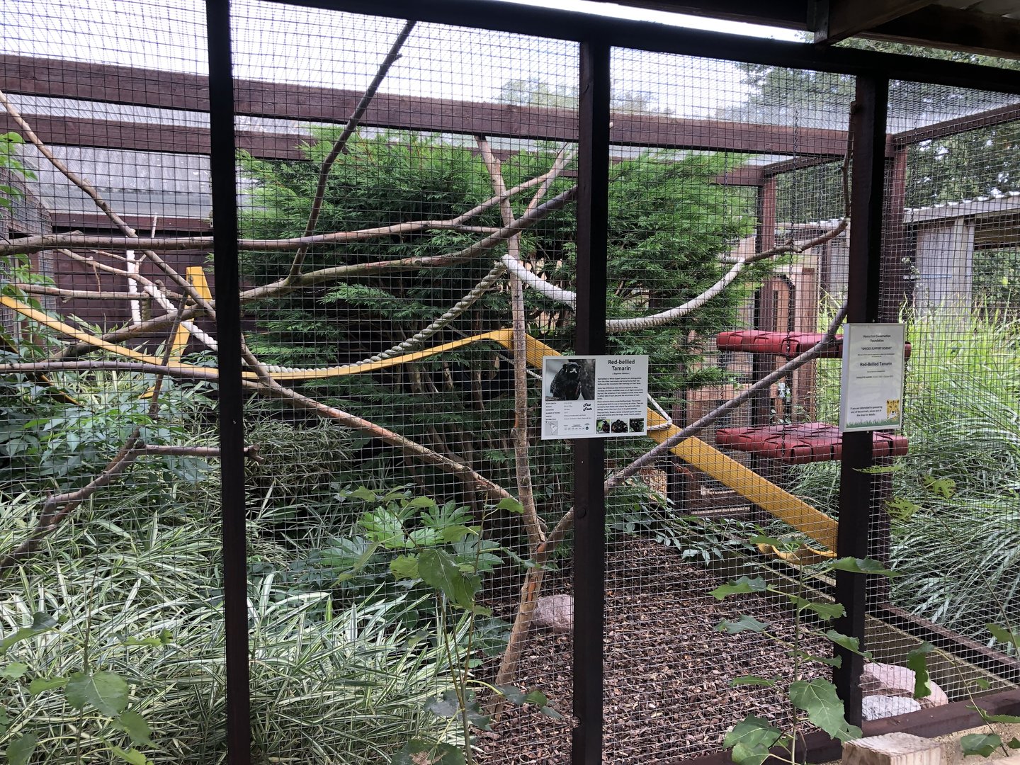 Red-bellied Tamarin Enclosure at Hamerton Zoo Park (October 2023)